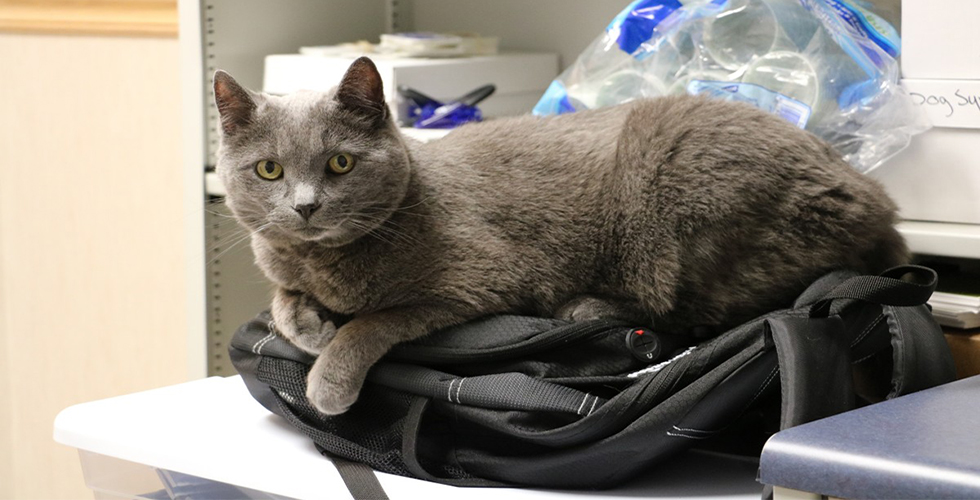 Животные в офисе